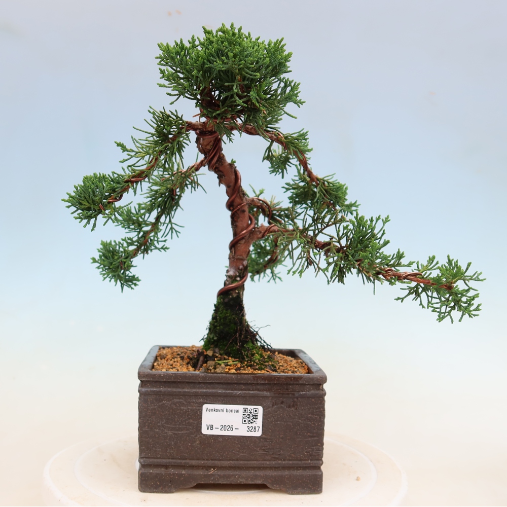 Vonkajší bonsaj - Juniperus chinensis Kishu