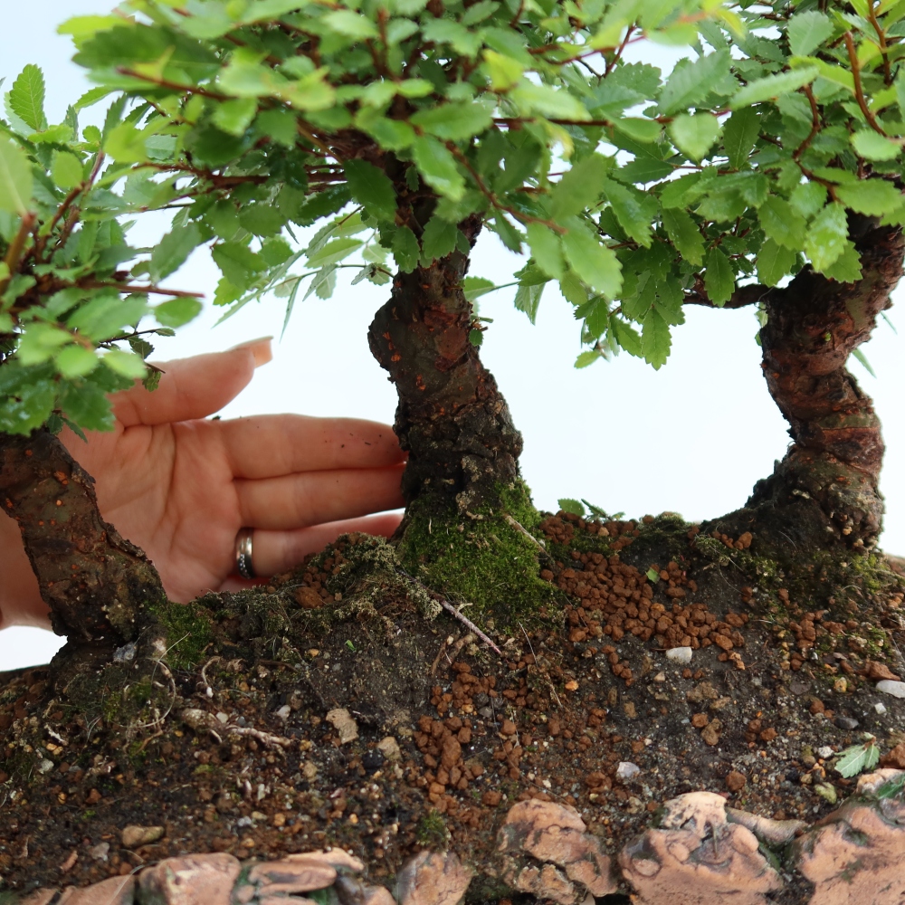 Vonkajší bonsai – Zelkova – Zelkova NIRE – háj