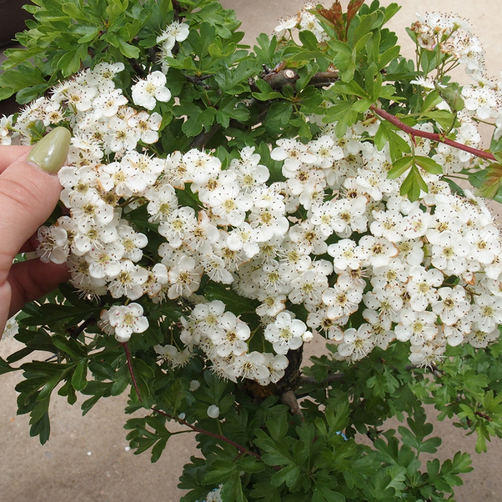 Vonkajší bonsai - Hloh - Crataegus monogyna