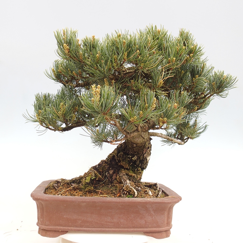 Vonkajšie bonsaje - Pinus parviflora - Pinus parviflora