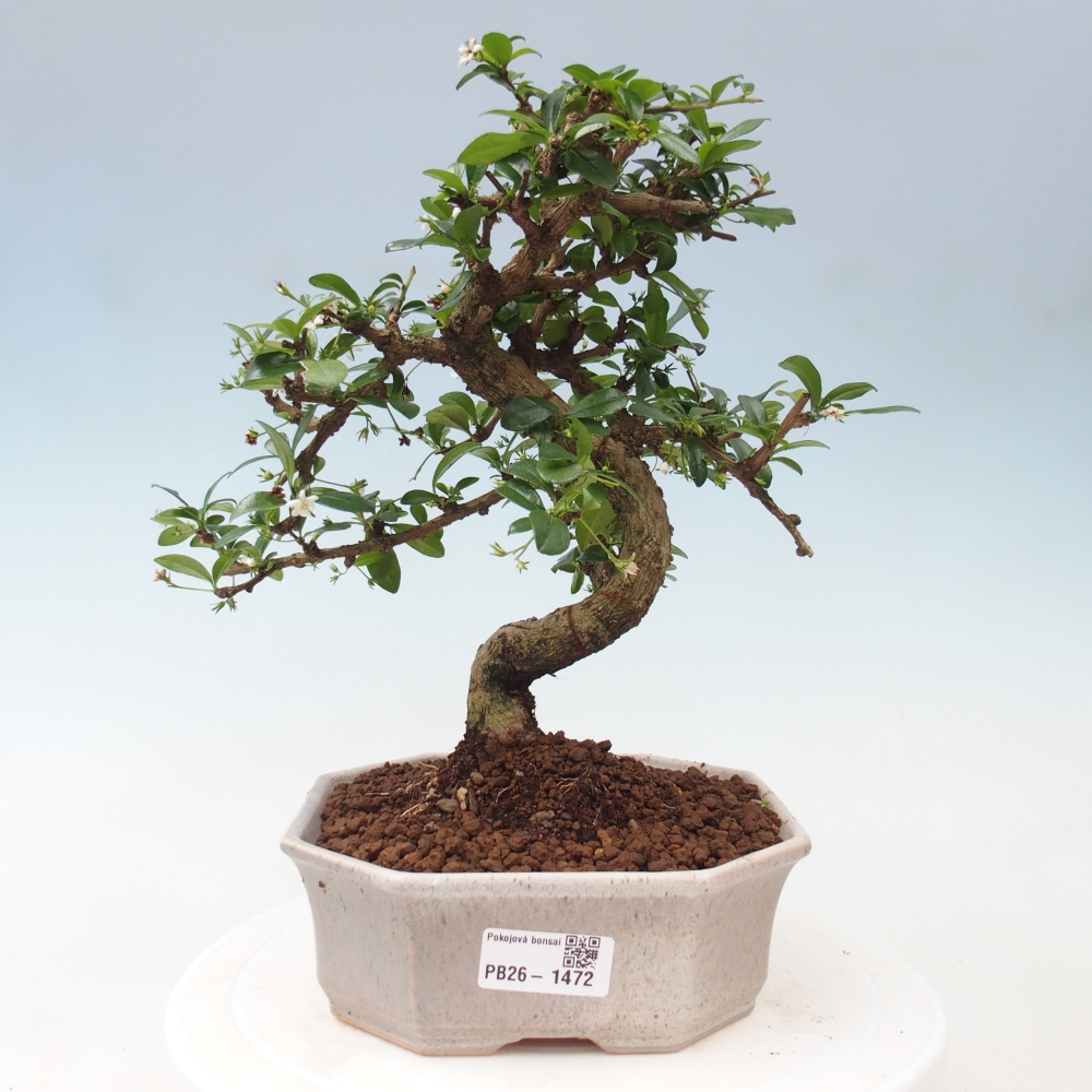 Izbová bonsai - Carmona macrophylla - Čaj fuki