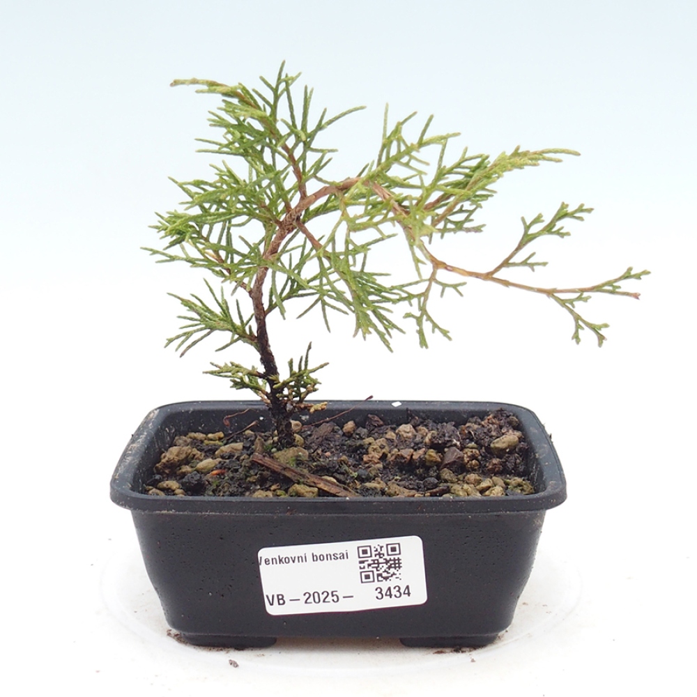Vonkajší bonsaj - Juniperus chinensis Itoigawa