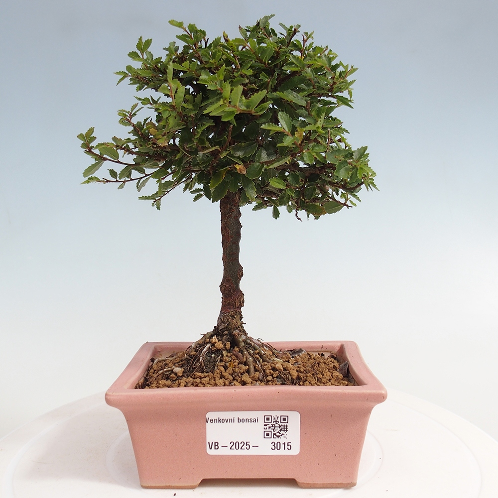Vonkajší bonsai - Ulmus parvifolia Sagei - Malolistý brest