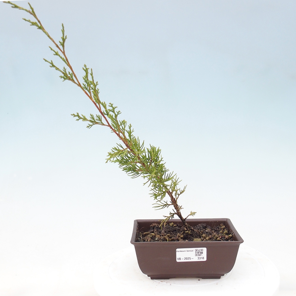 Vonkajší bonsai - Juniperus chinensis Itoigawa -Jalovec čínsky