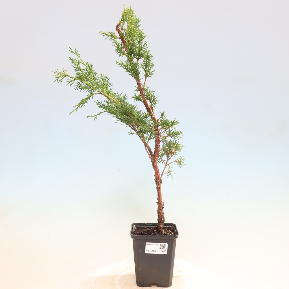 Vonkajší bonsaj - Juniperus chinensis Kishu