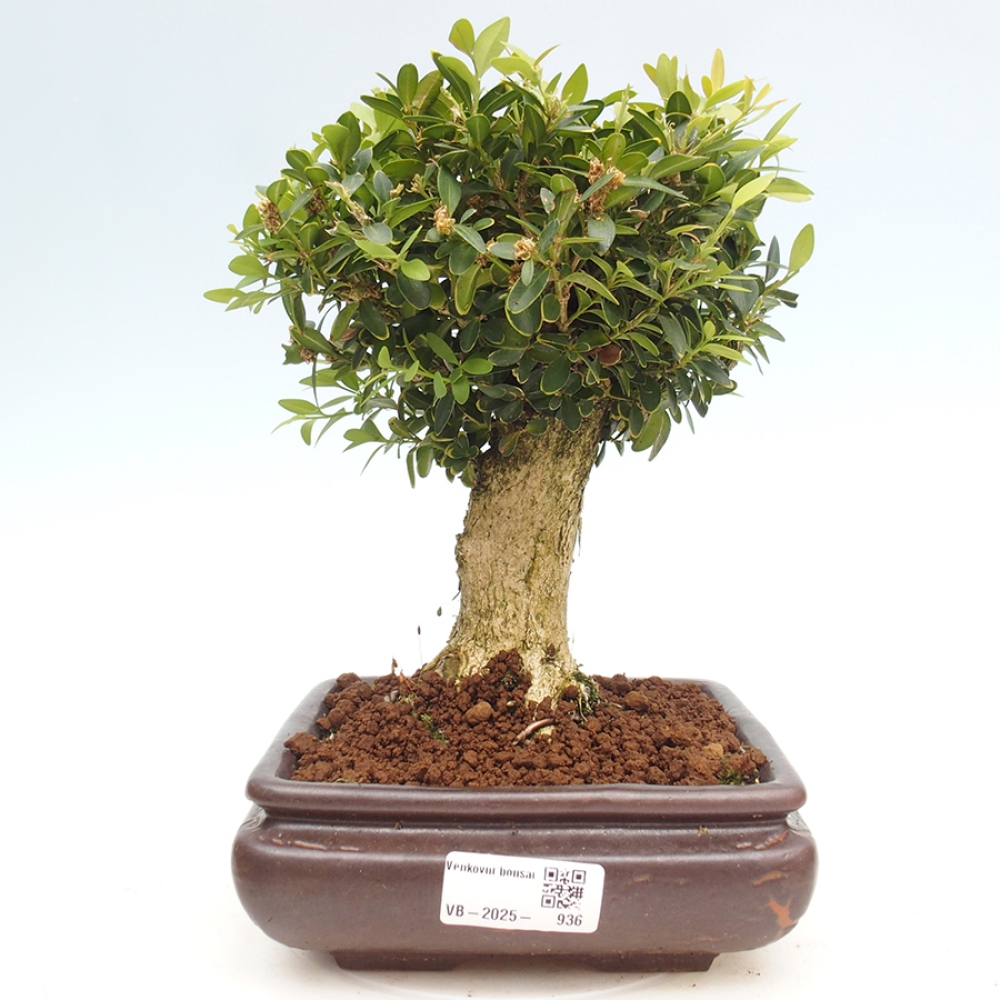 Vonkajšie bonsai - Buxus sempervirens - krušpán