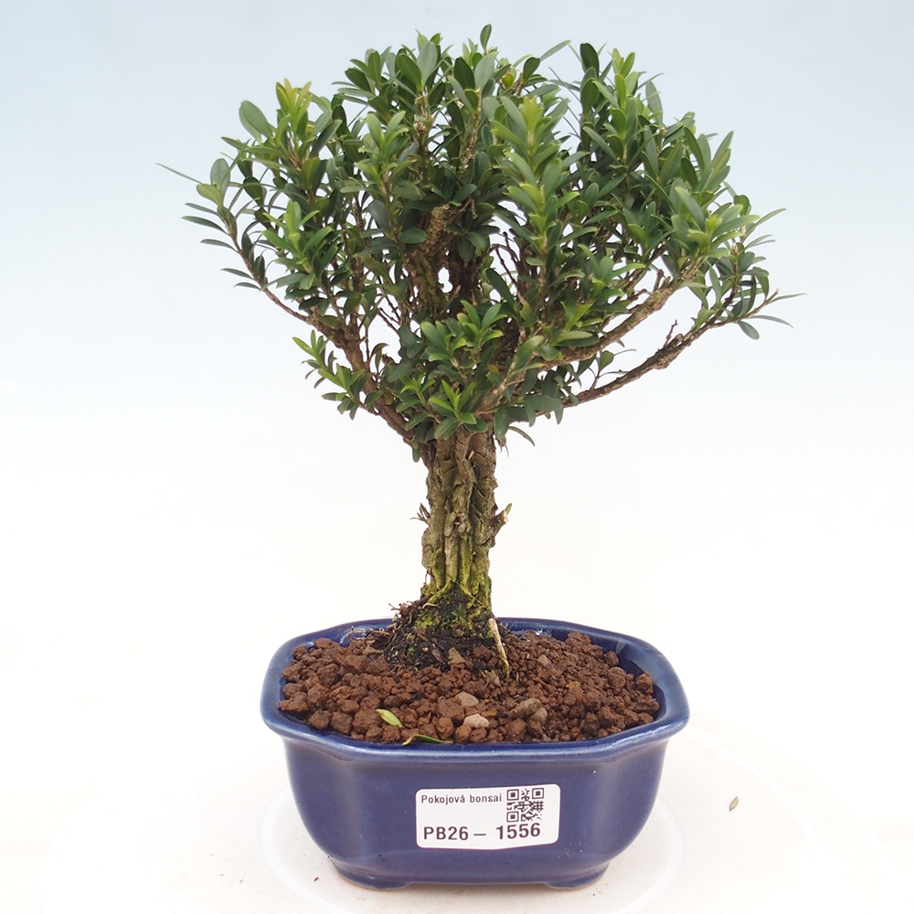 Izbové bonsaje - Buxus harlandii - korkový buxus