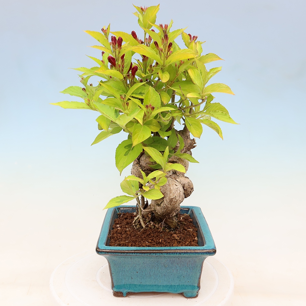 Vonkajší bonsai – Weigela subsessilis – vajgélia kórejská
