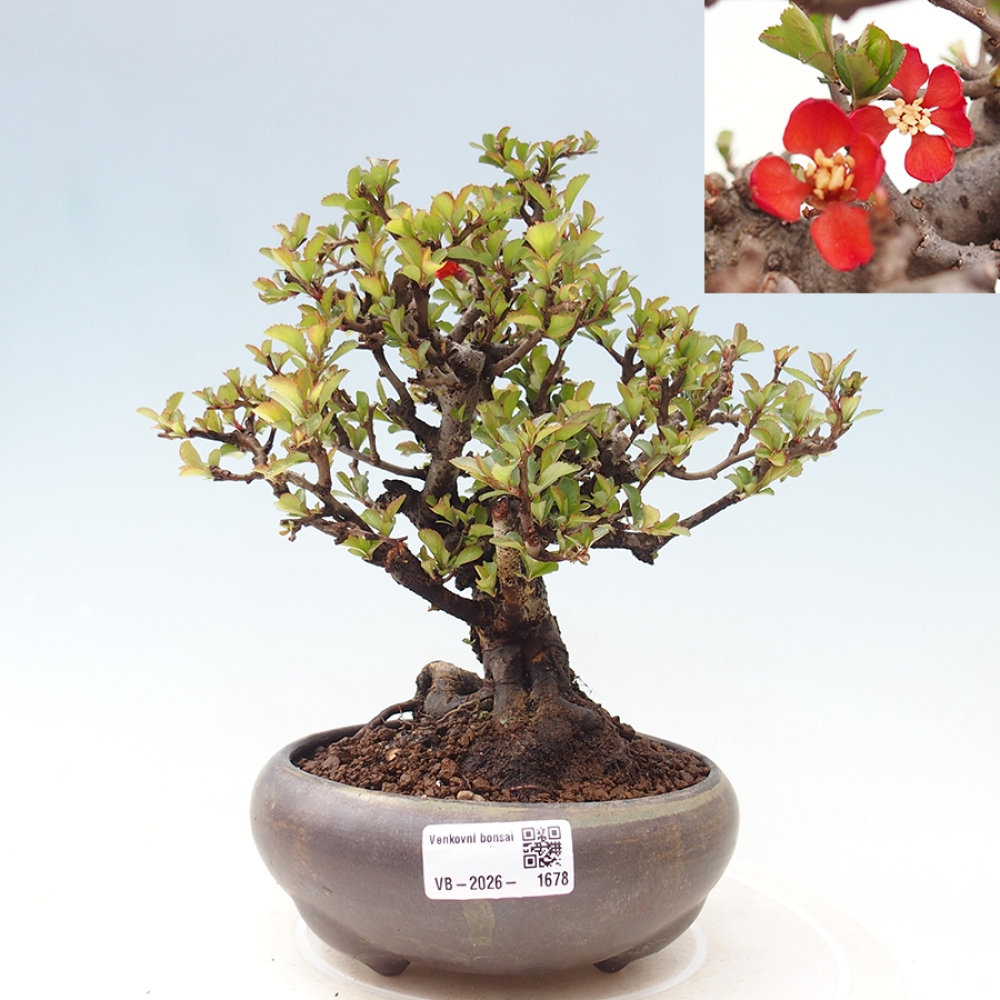 Vonkajšie bonsaje - Chaneomeles speciosa - Kdoule