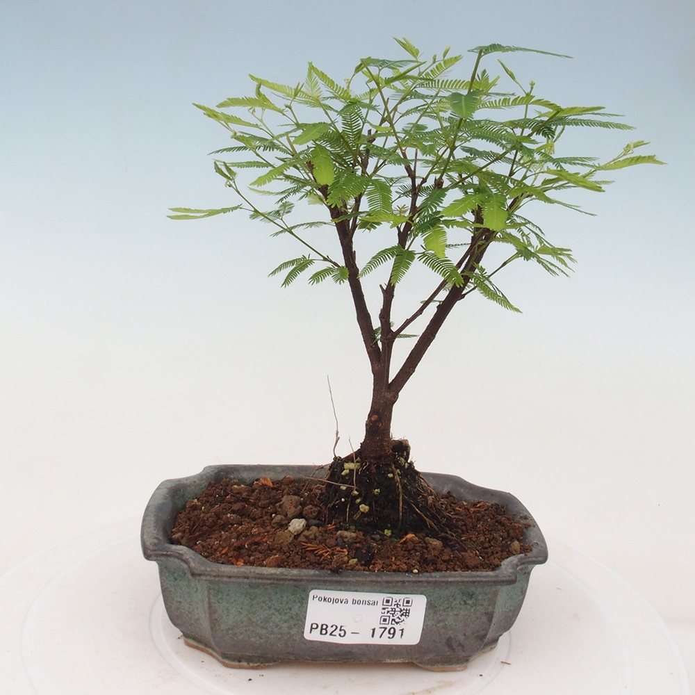 Izbová bonsai-Calliandra surinamensis Dixie Pink-Kaliandra Suriámska