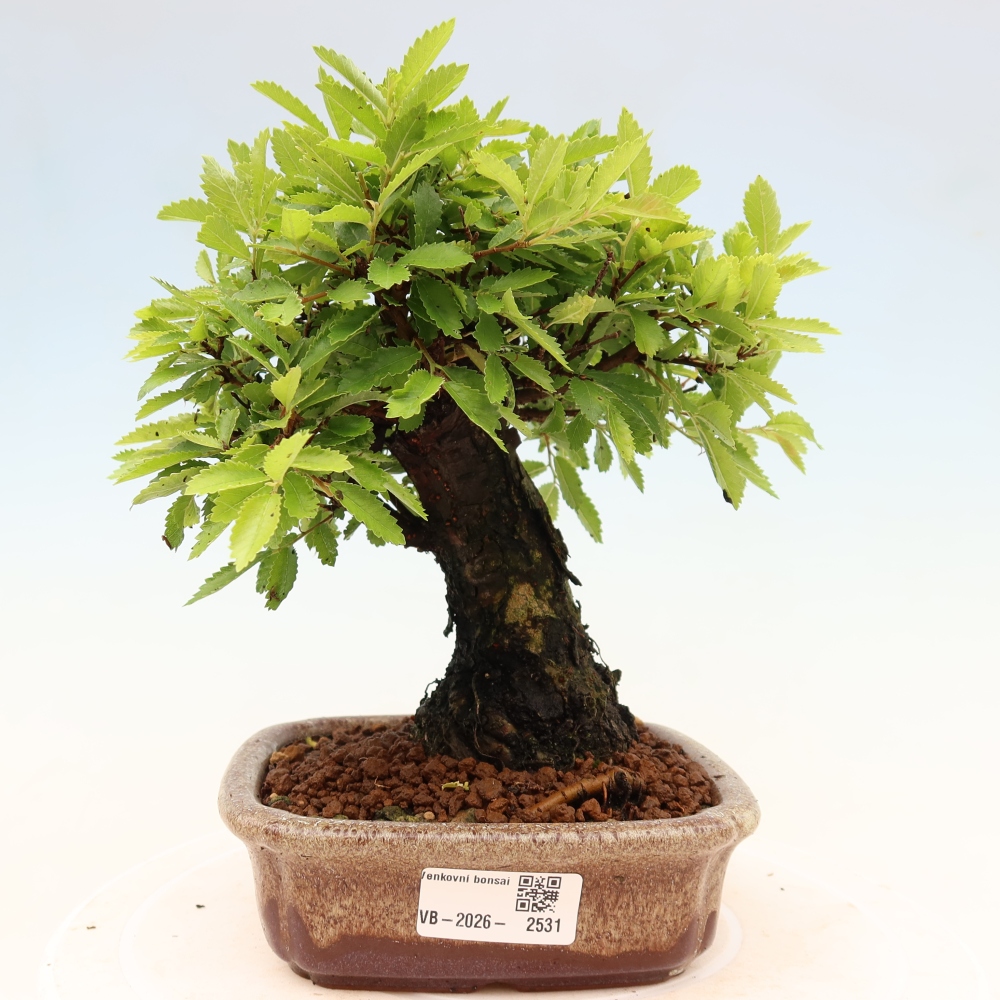 Vonkajšie bonsaje - Zelkova - Zelkova NIRE