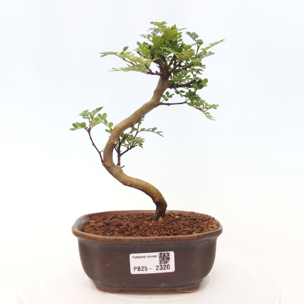Izbová bonsai - Zantoxylum piperitum - korenistý
