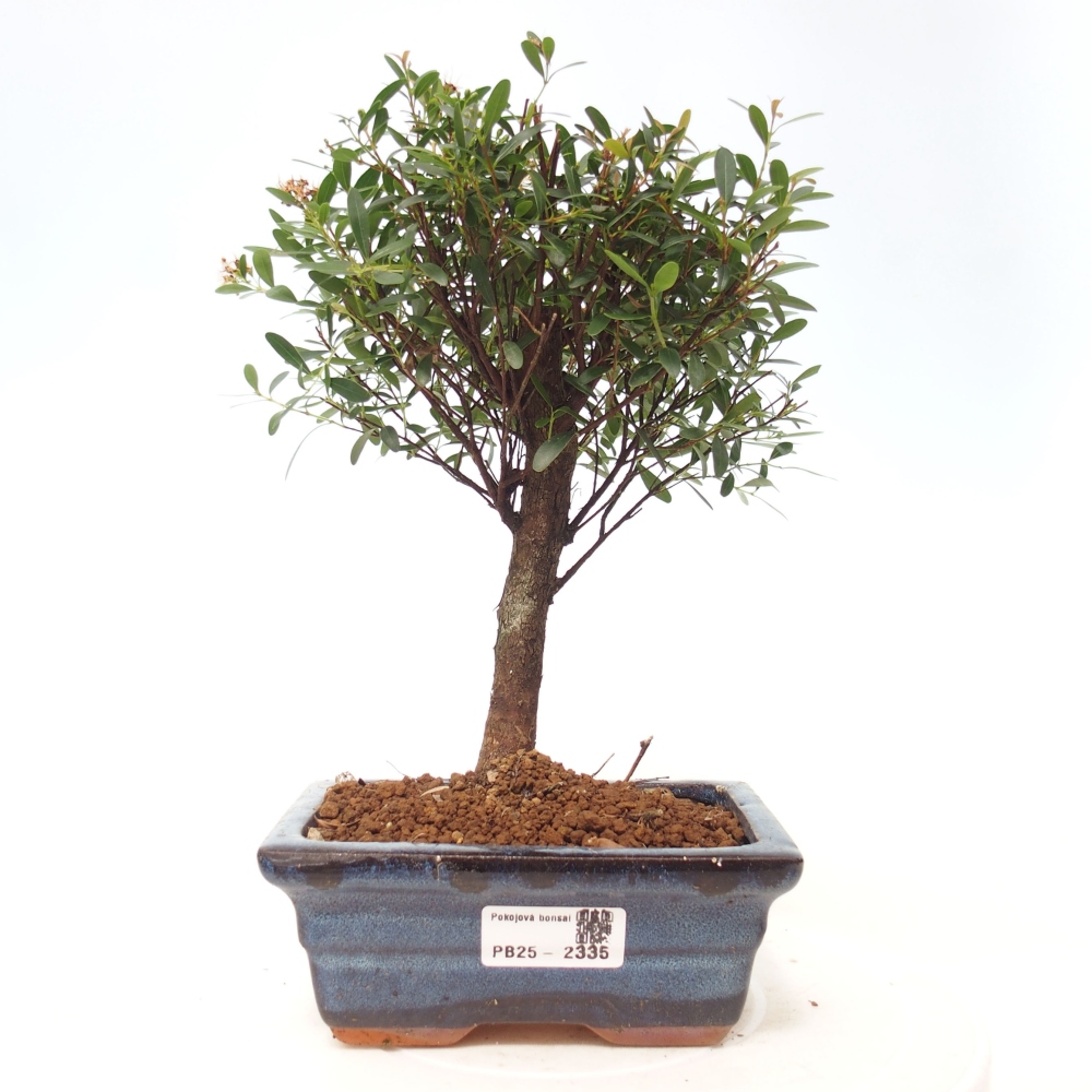 Izbová bonsai - Syzygium - pimentovníka
