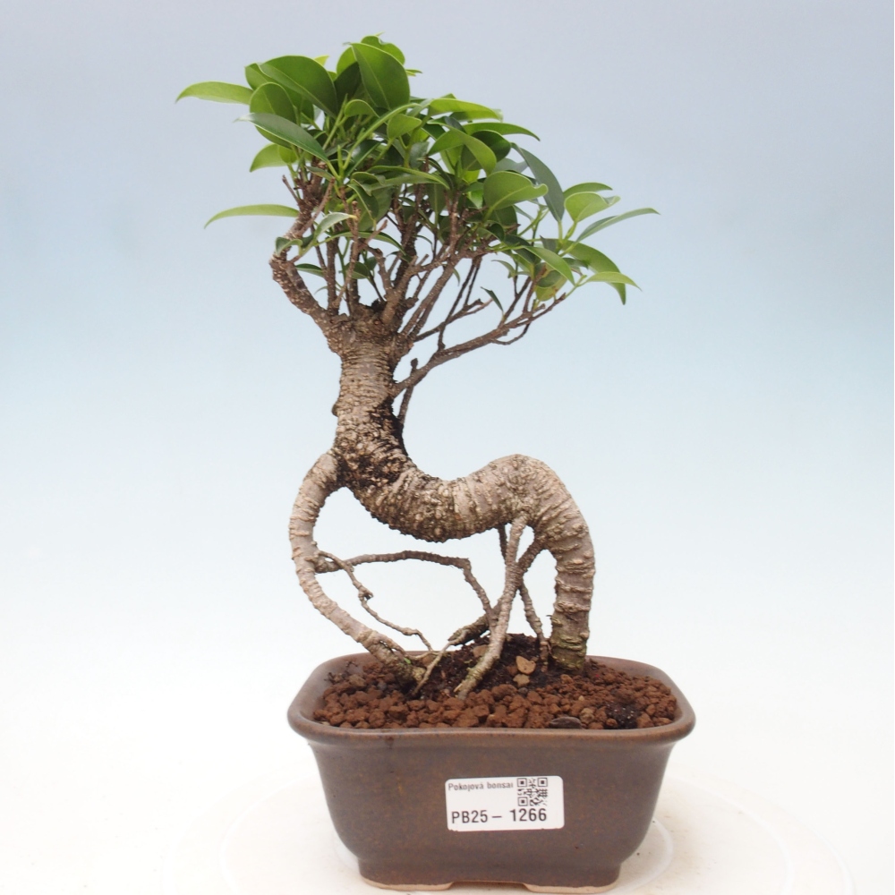 Izbová bonsai - Ficus retusa - malolistá fikus