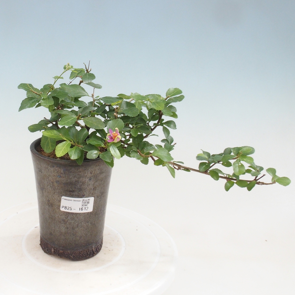Izbová bonsai - Grewia occidentalis - Hviezdica levanduľová