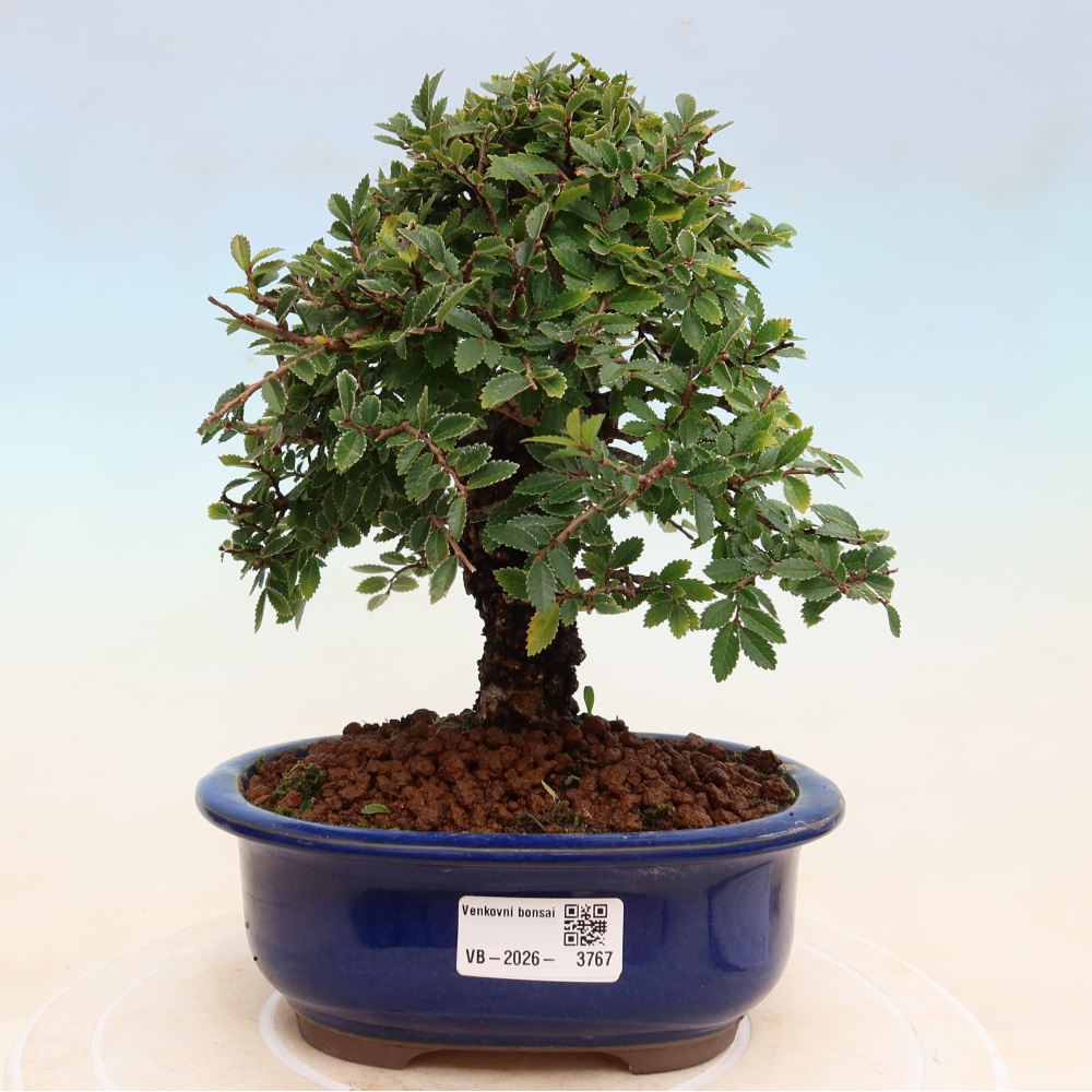 Vonkajšie bonsaje - Zelkova - Zelkova NIRE