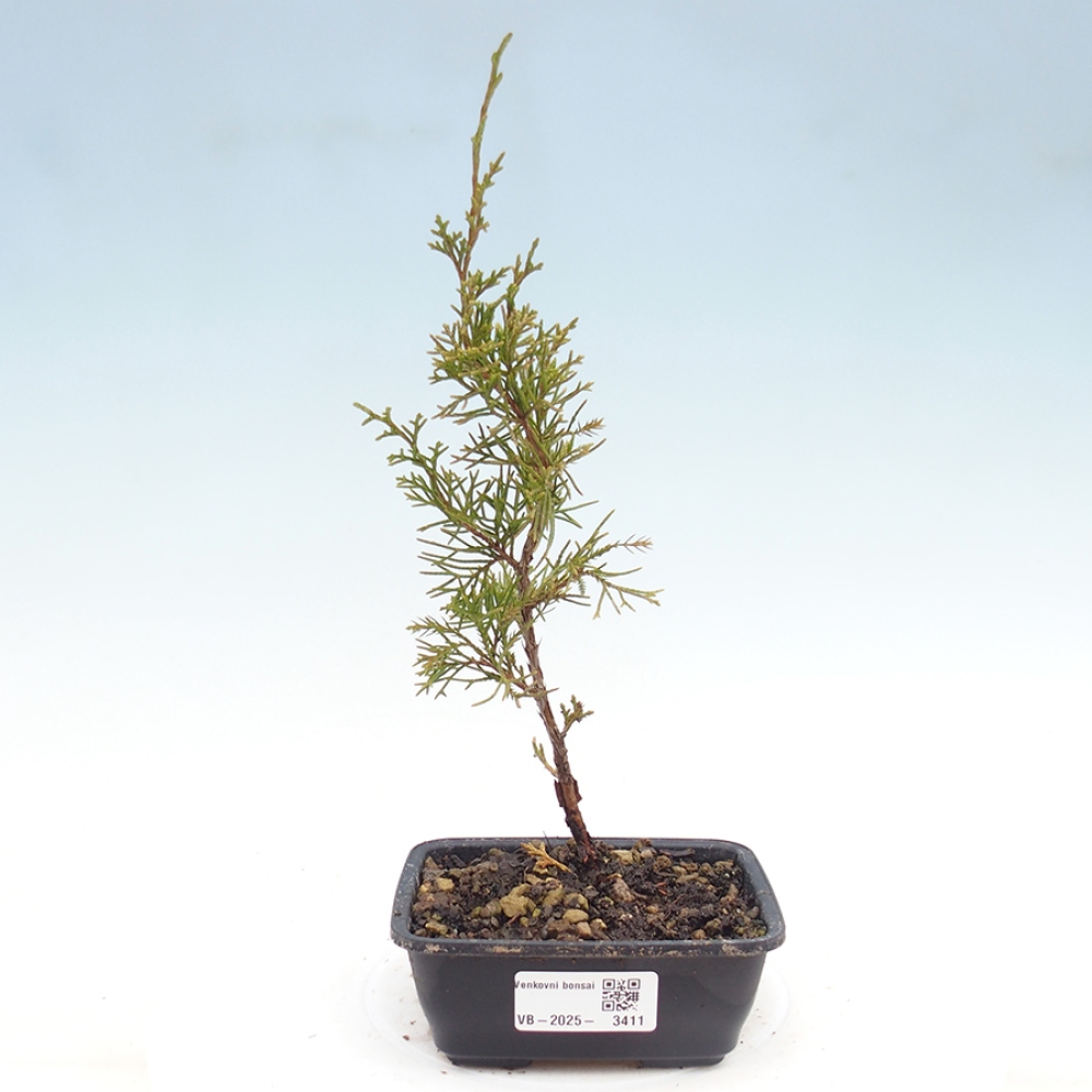Vonkajší bonsaj - Juniperus chinensis Itoigawa