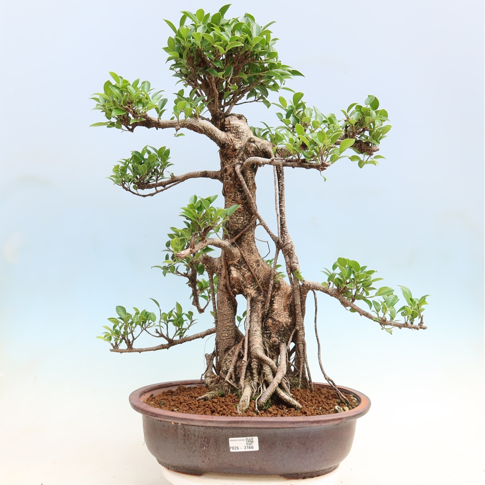 Izbové bonsaje - Ficus kimmen - drobnolistý fikus