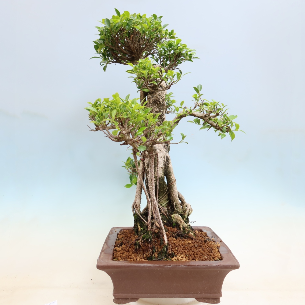 Izbové bonsaje - Ficus kimmen - drobnolistý fikus