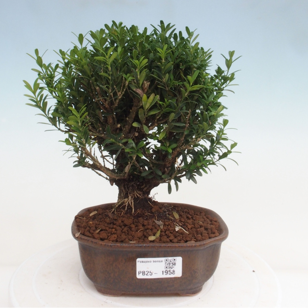Izbová bonsai - Buxus harlandii - korkový buxus