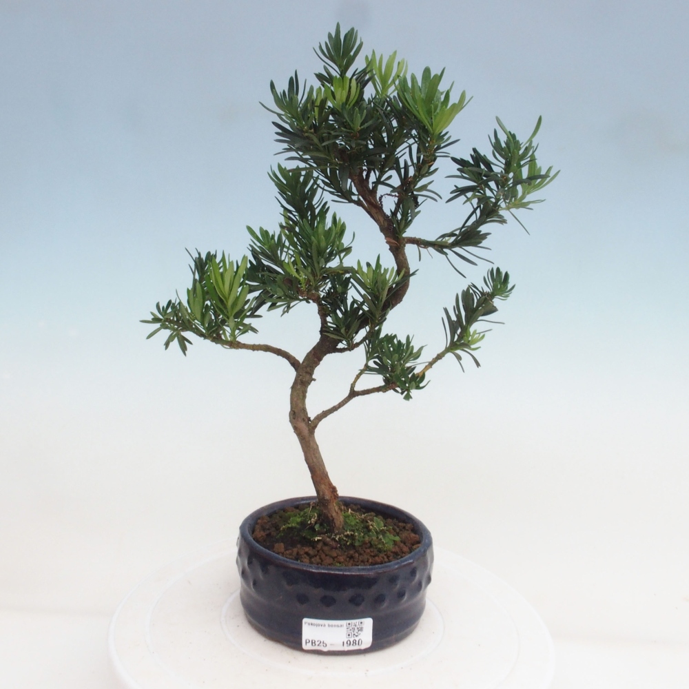 Izbová bonsai - Podocarpus - Kamenný tis