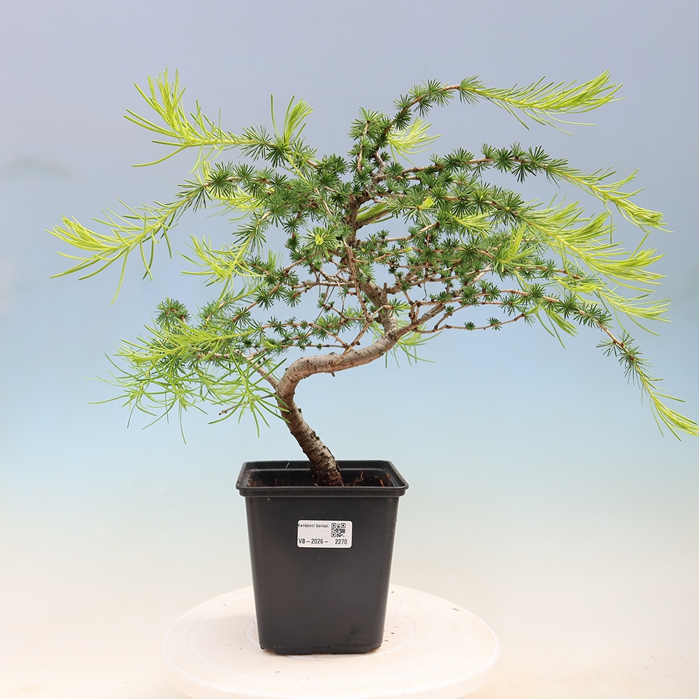 Vonkajšie bonsaje -Larix decidua - Smrekovec