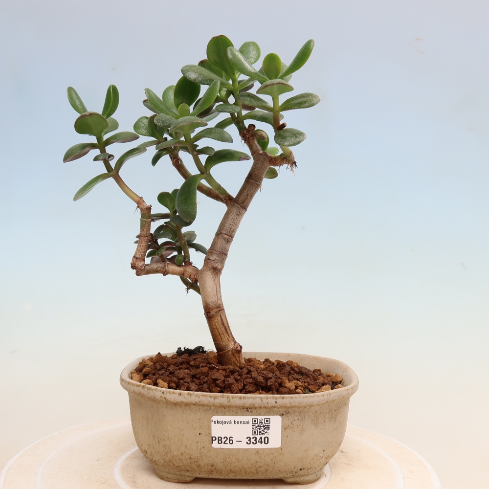 Izba bonsai – Crassula ovata