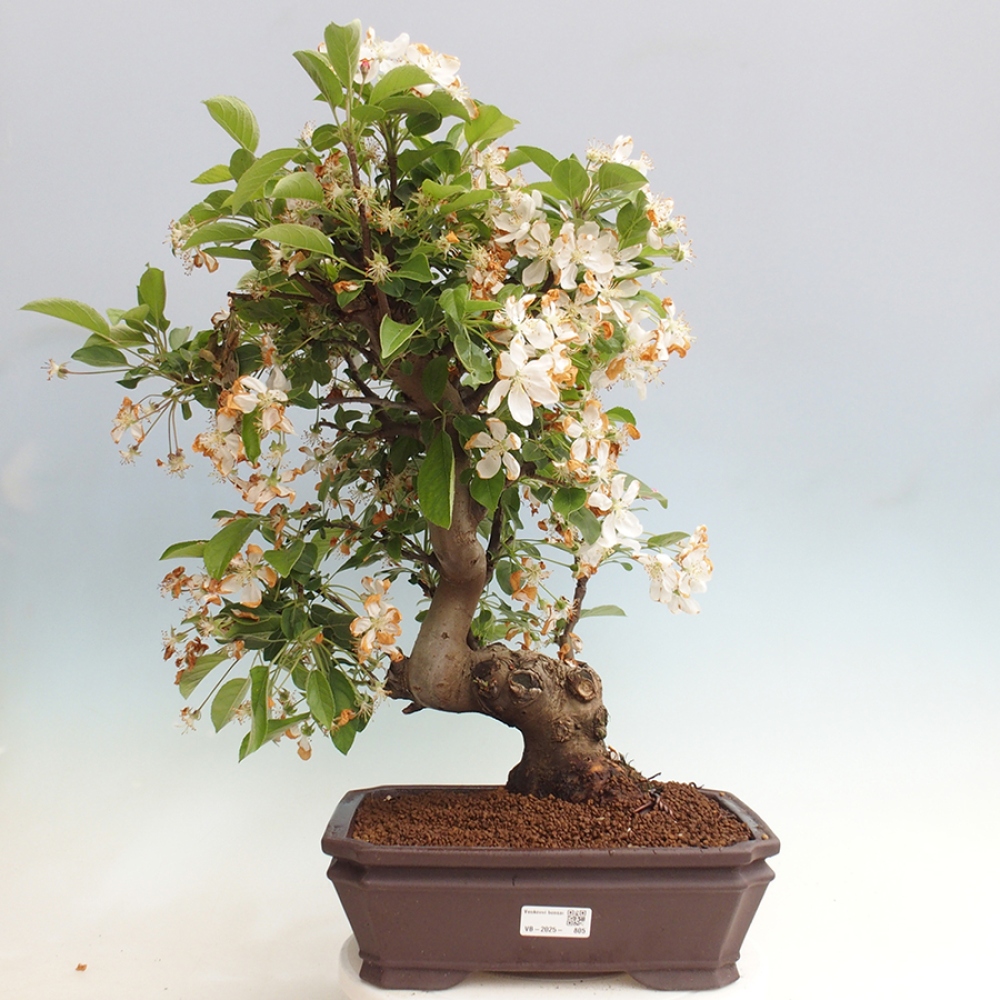 Vonkajší bonsai -Malus halliana - Maloplodá jabloň