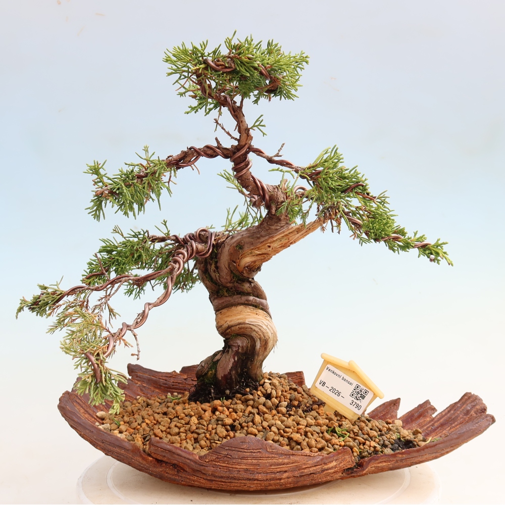 Vonkajší bonsai – Juniperus chinensis Itoigawa – čínsky jalovec