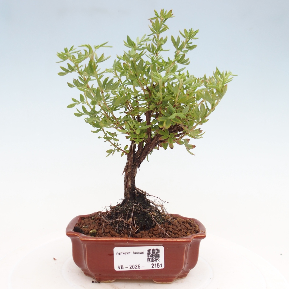 Vonkajšia bonsai-Nátržník krovitá - potentila fruticosa yellow Bird