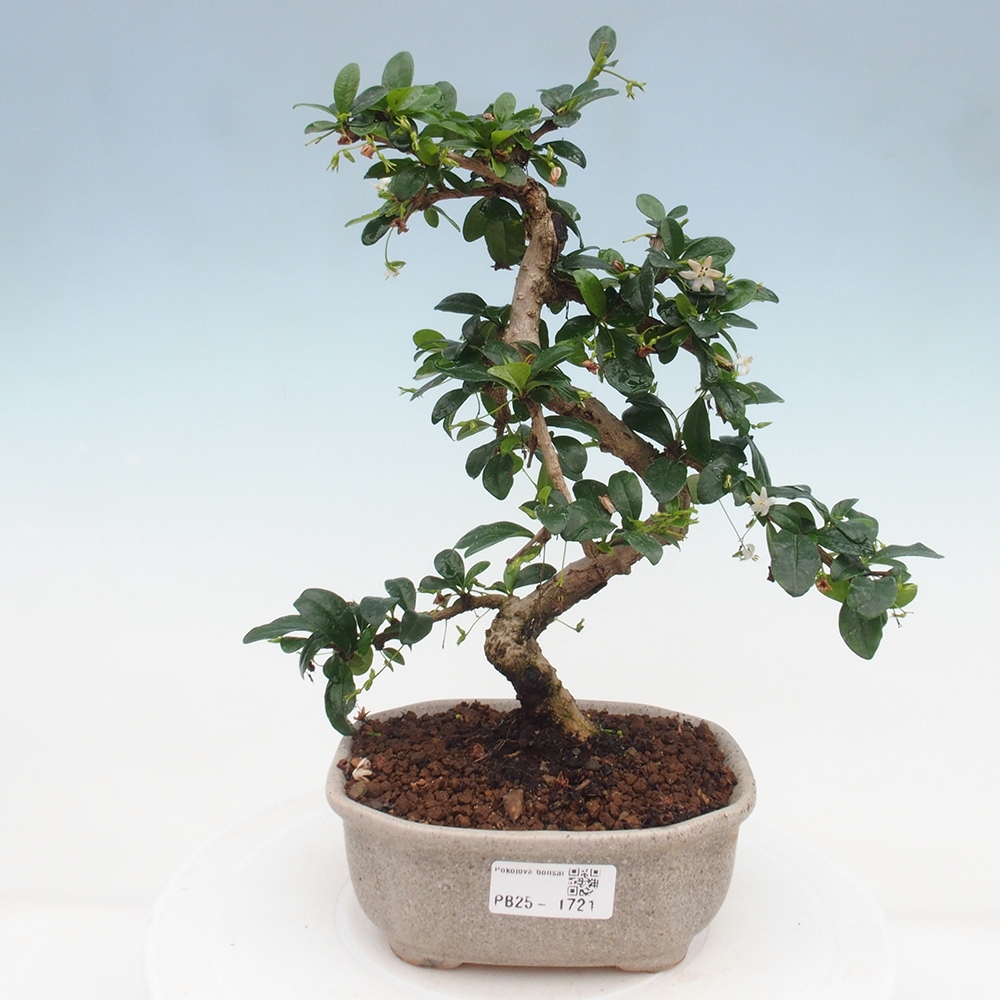 Izbová bonsai - Carmona macrophylla - Čaj fuki