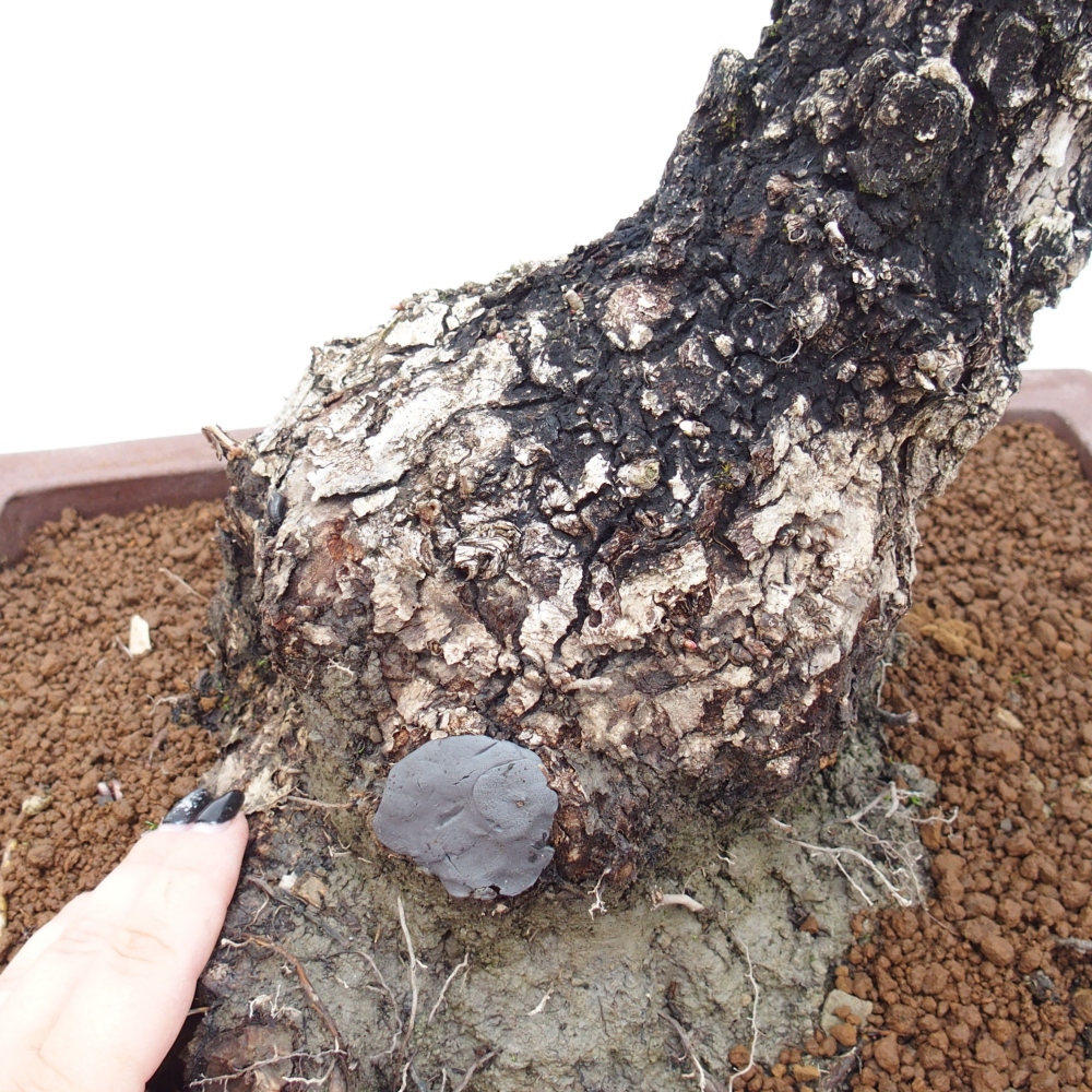 Yamadori - Quercus Ilex -Dub cezmínovitý