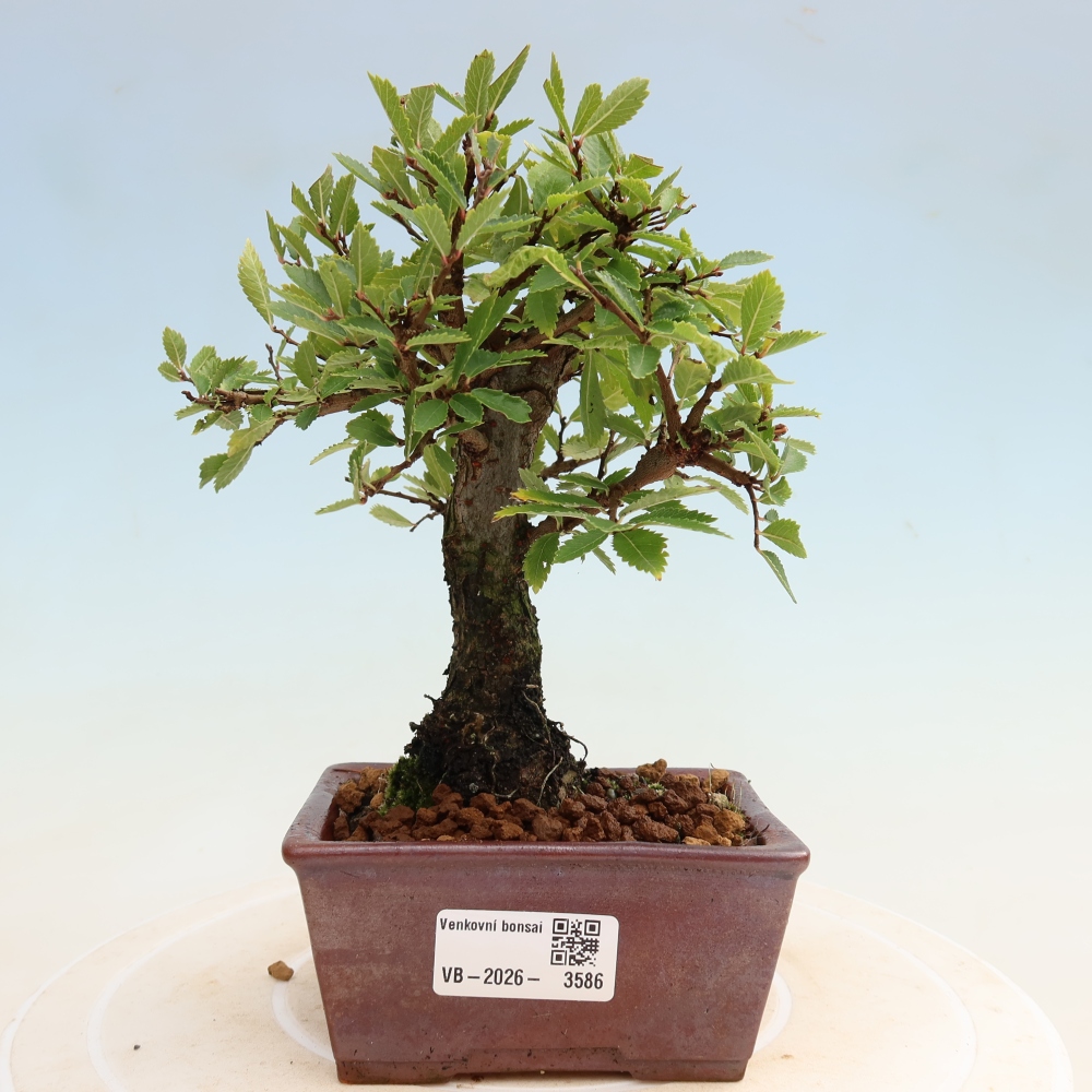 Vonkajšie bonsaje - Zelkova - Zelkova NIRE