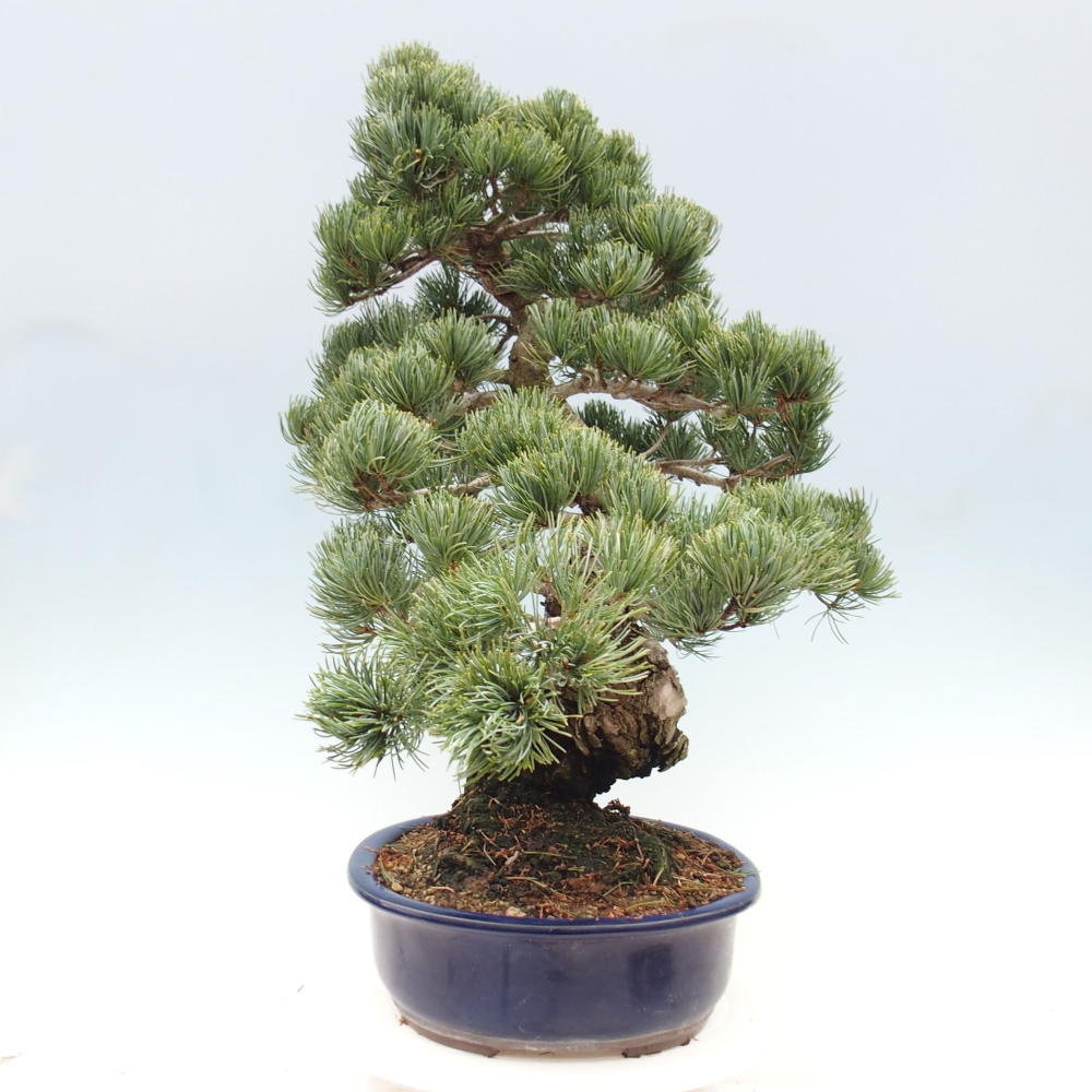 Vonkajšie bonsai - Pinus parviflora - Borovica drobnokvetá