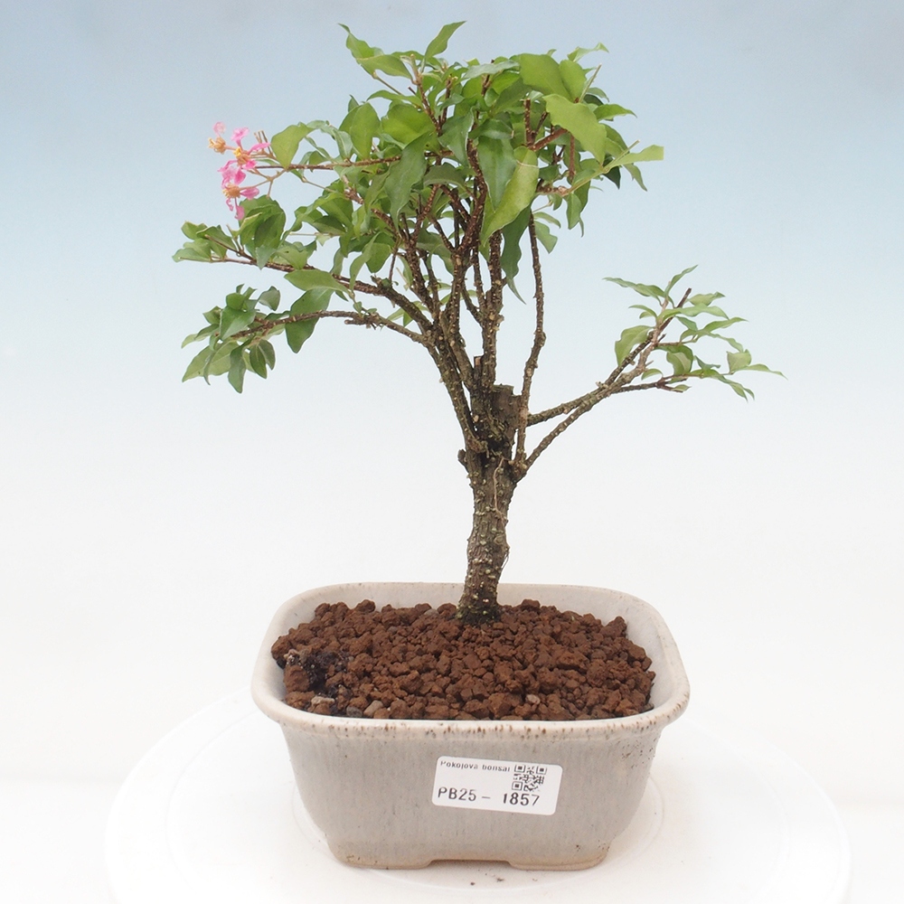 Izbová bonsai - Malpighia coccigera- Barbdorská čerešňa