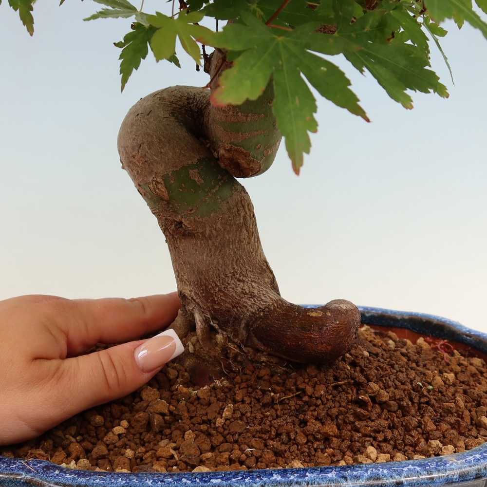 Vonkajšie bonsaje - Javor Burger - Acer Burgerianum