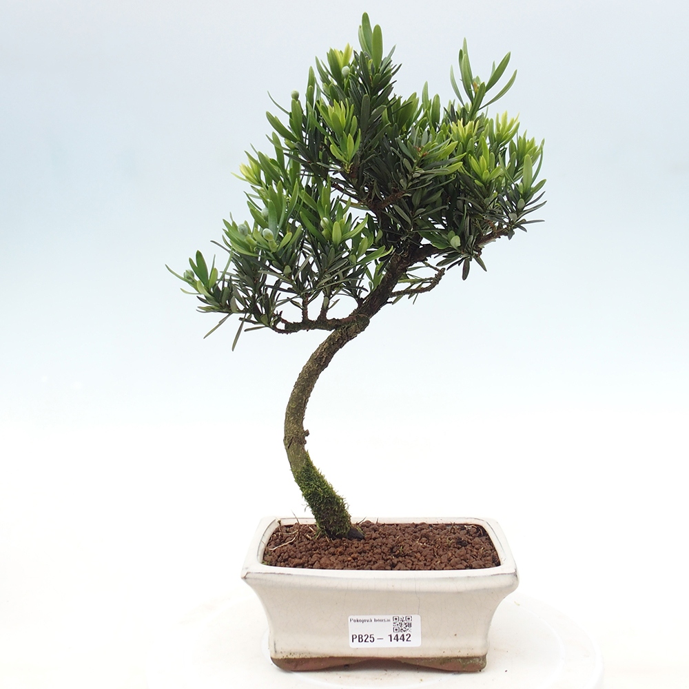 Izbová bonsai - Podocarpus - Kamenný tis