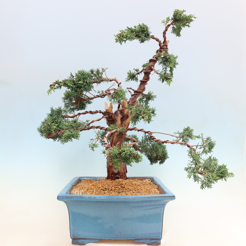 Vonkajší bonsaj - Juniperus chinensis Kishu