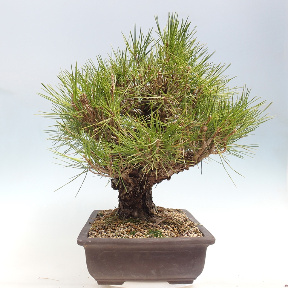 Vonkajšie bonsaje - Pinus thunbergii - borovica Thunbergova