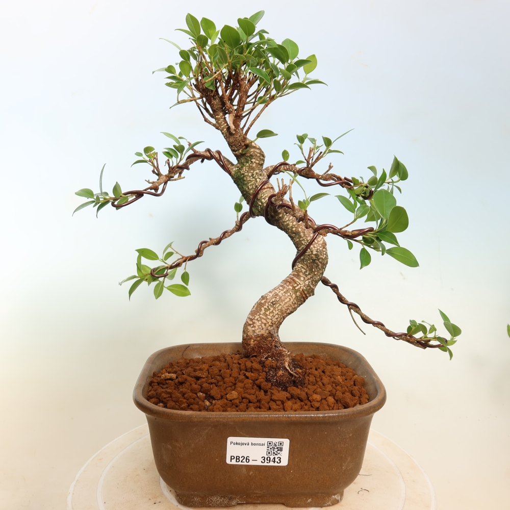 Izbové bonsaje - Ficus kimmen - drobnolistý fikus