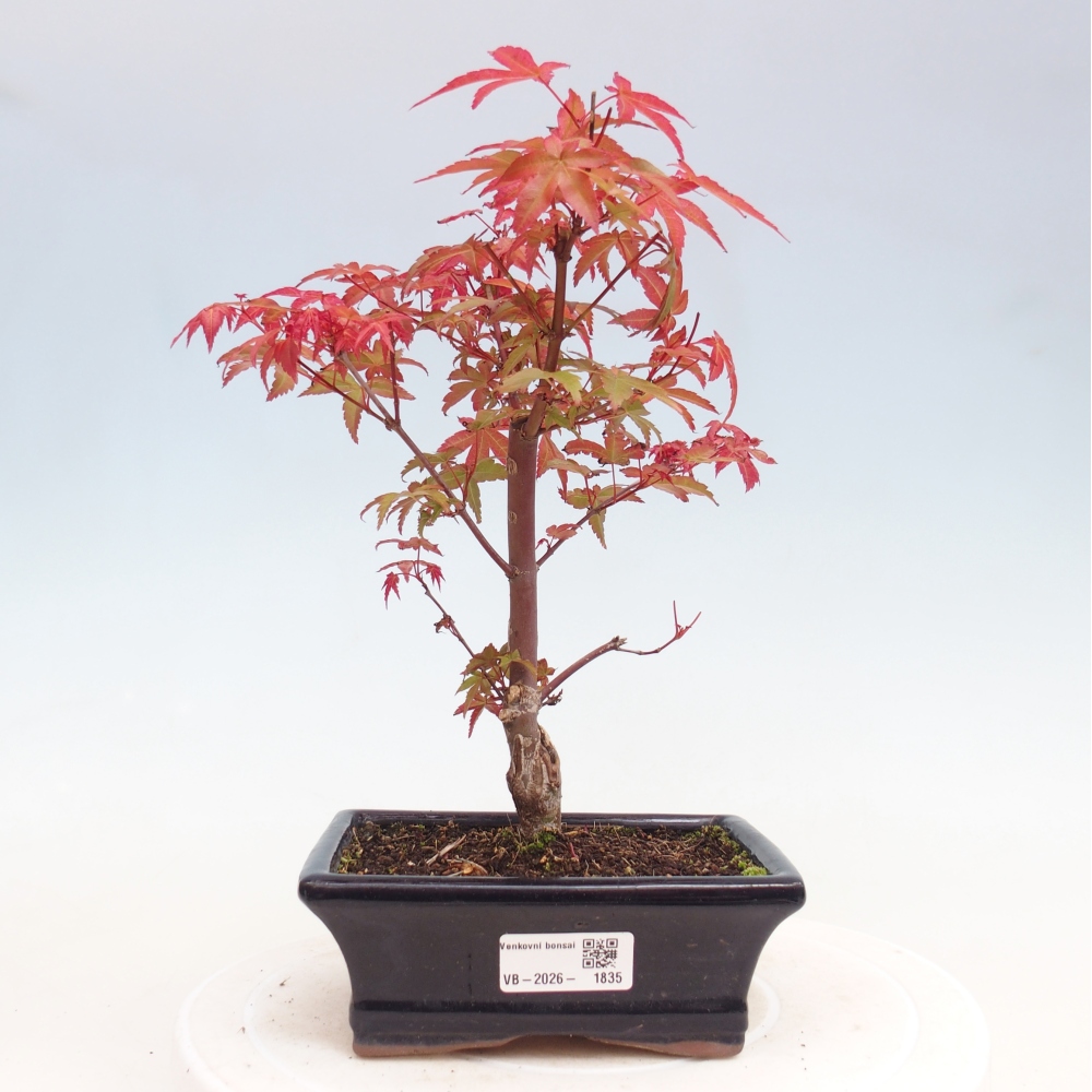 Vonkajší bonsaj - Acer palmatum DESHOJO