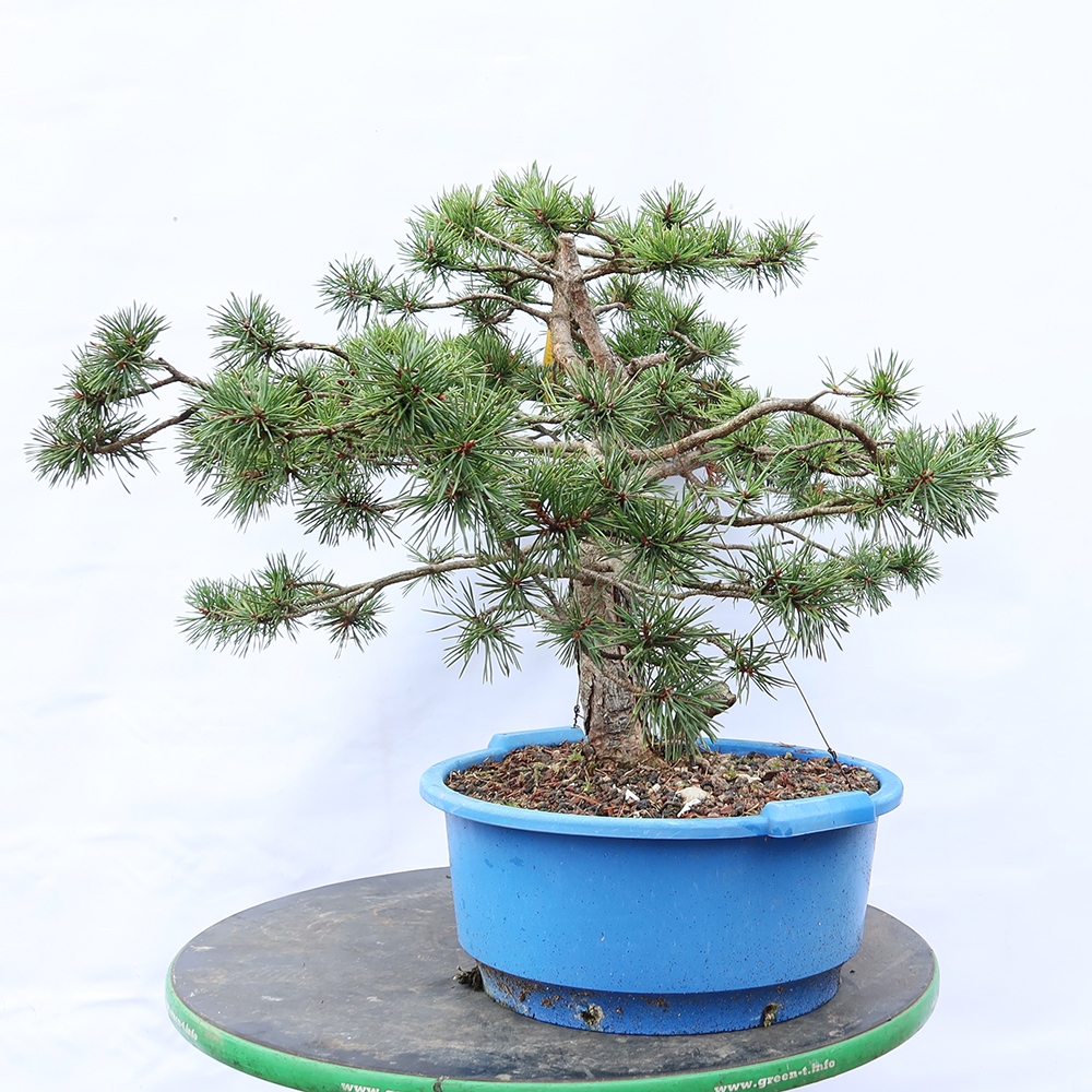 Pinus sylvestris Španielsko – borovica lesná