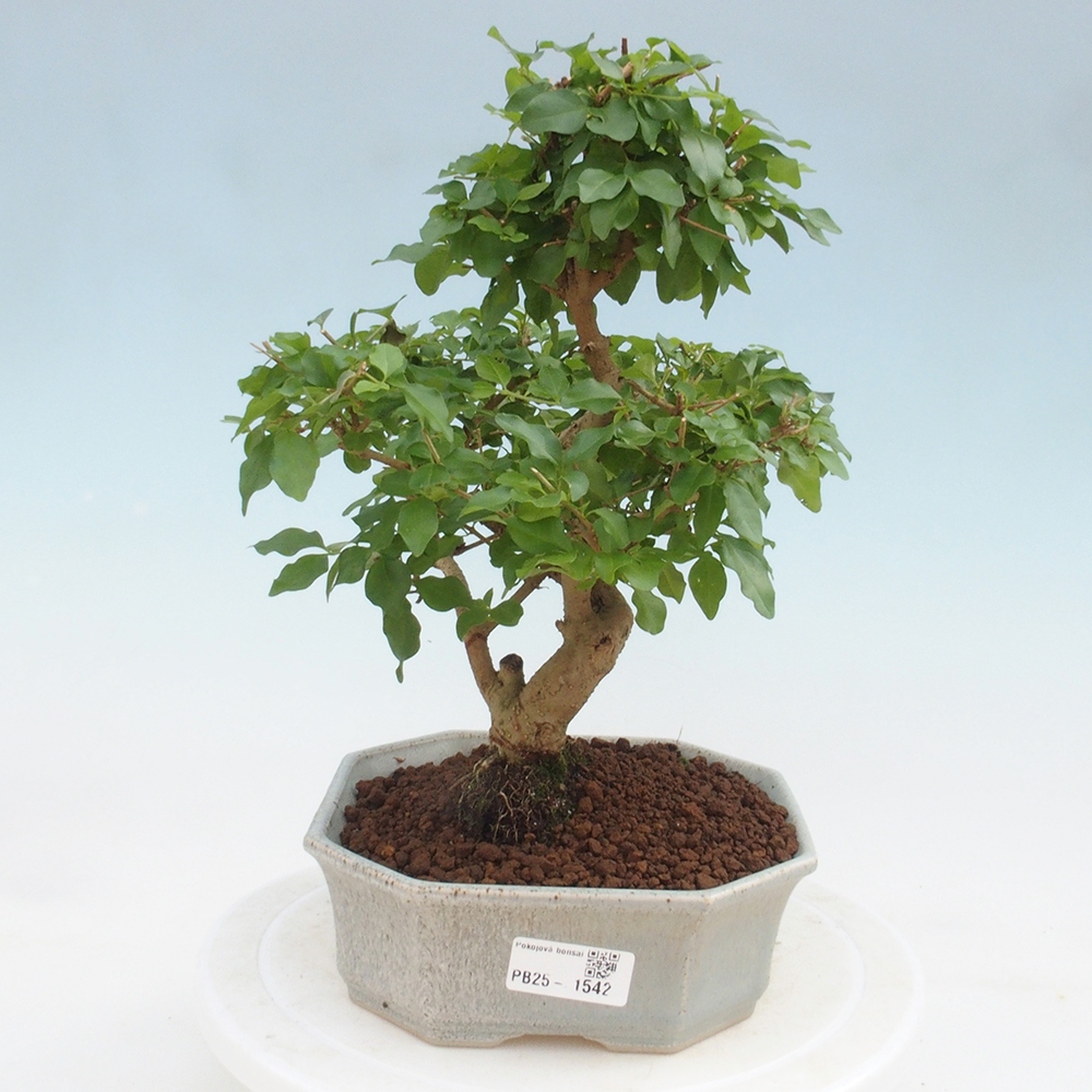 Izbová bonsai -Ligustrum chinensis - Vtáčí zob