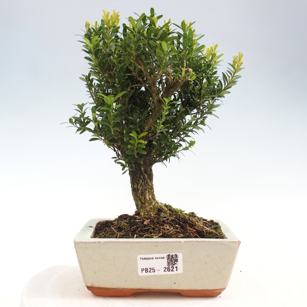 Izbová bonsai - Buxus harlandii -korkový buxus