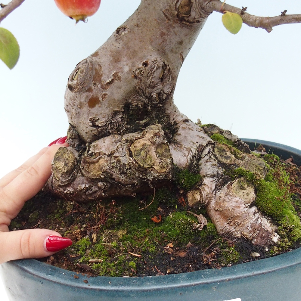Vonkajší bonsai -Malus halliana - Maloplodá jabloň