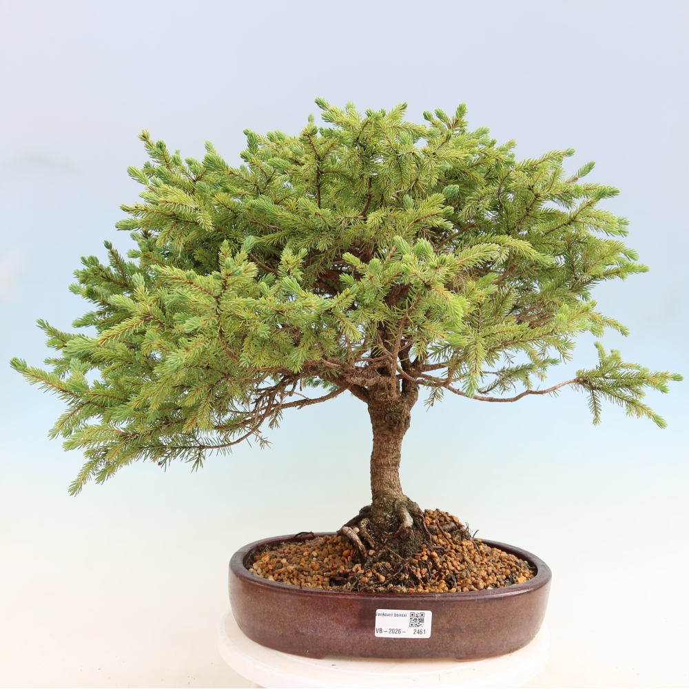 Vonkajší bonsai – Picea glauca Echiniformis – Smrek sivý