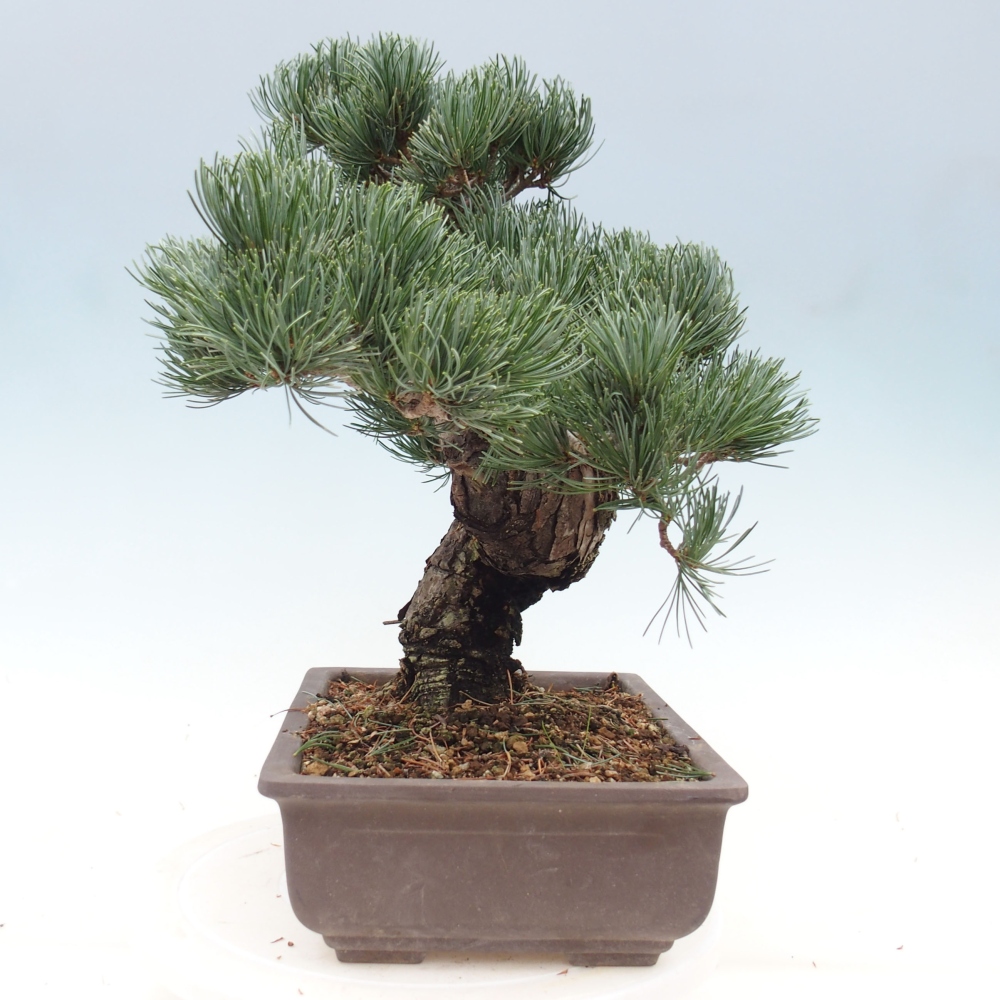 Vonkajšie bonsai - Pinus parviflora - Borovica drobnokvetá