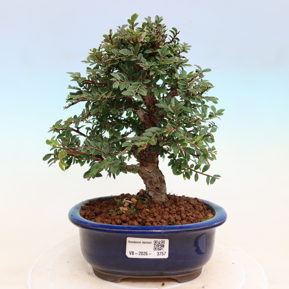 Vonkajšie bonsaje - Zelkova - Zelkova NIRE