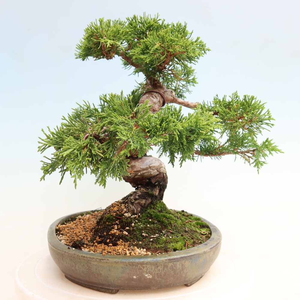 Vonkajší bonsai – Juniperus chinensis Itoigawa – čínsky jalovec