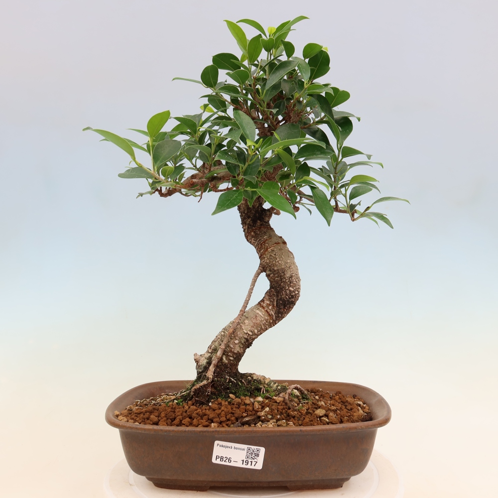 Izbové bonsaje - Ficus kimmen - drobnolistý fikus